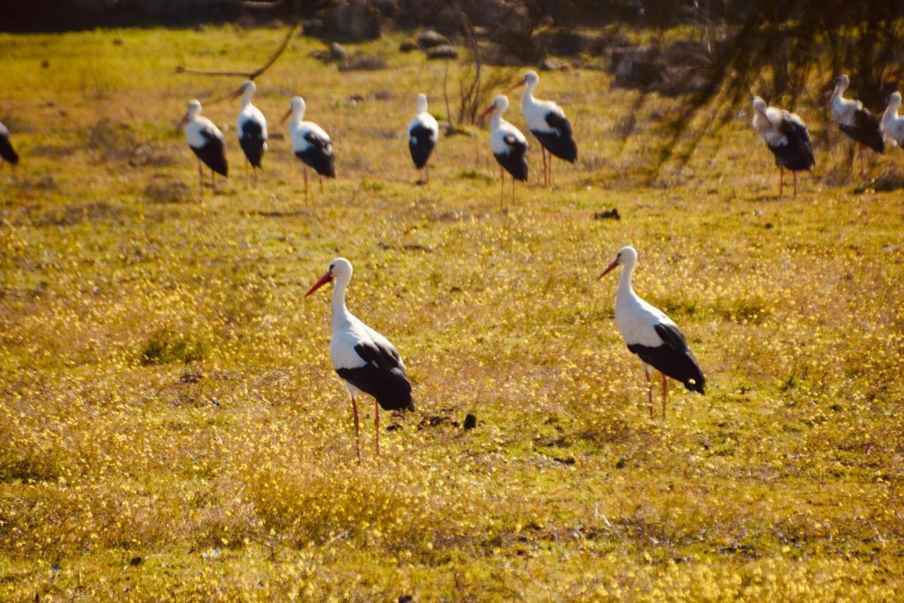 Posada Rural La Resinera Ла-Адрада Екстер'єр фото