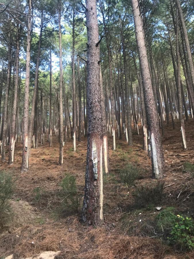 Posada Rural La Resinera Ла-Адрада Екстер'єр фото